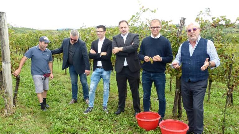 Briška vina osvajajo Tržaški zaliv