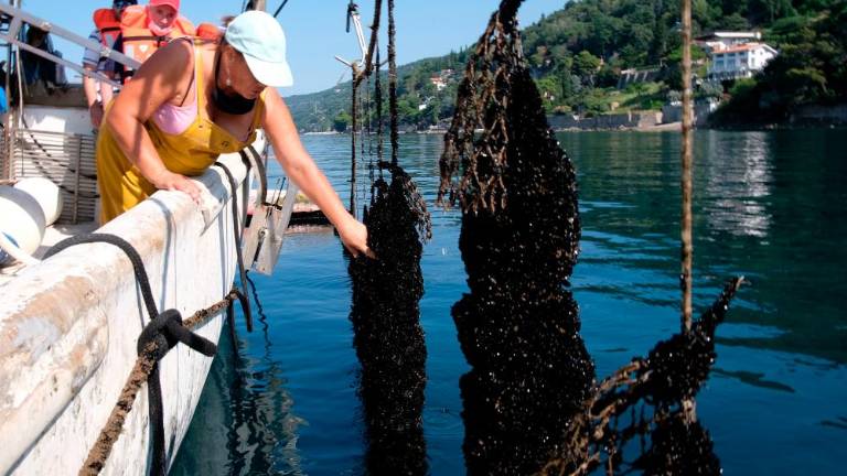 Morju prijazni nasadi