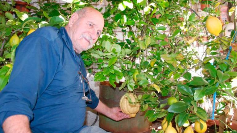 V Lokvi dvokilogramski limoni