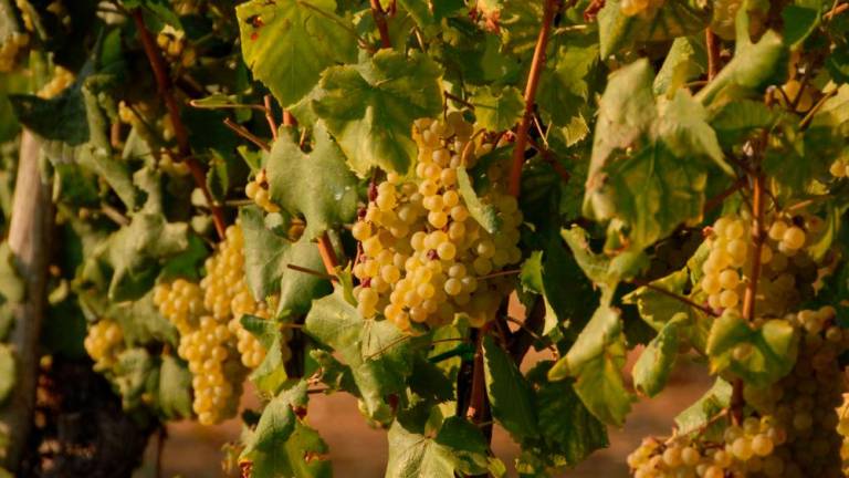 V Italijo nezakonito uvažali grozdje iz Slovenije