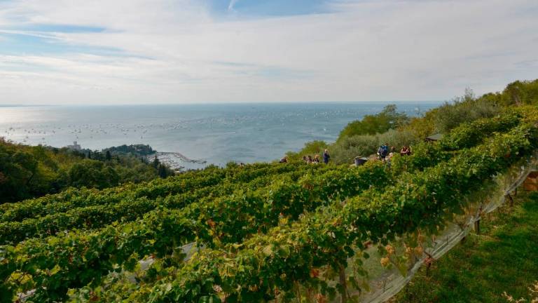 Vprašanje prosekarja: možne rešitve za LAS Kras