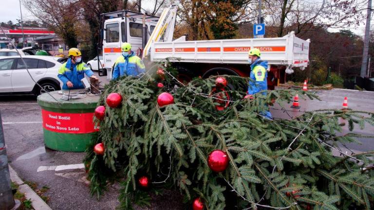 Kdo je požagal božično drevo?