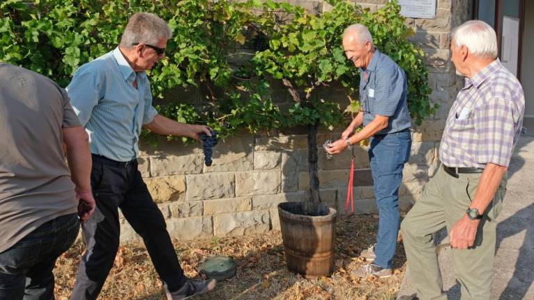 Nagrajevanje ob sadiki najstarejše trte na svetu