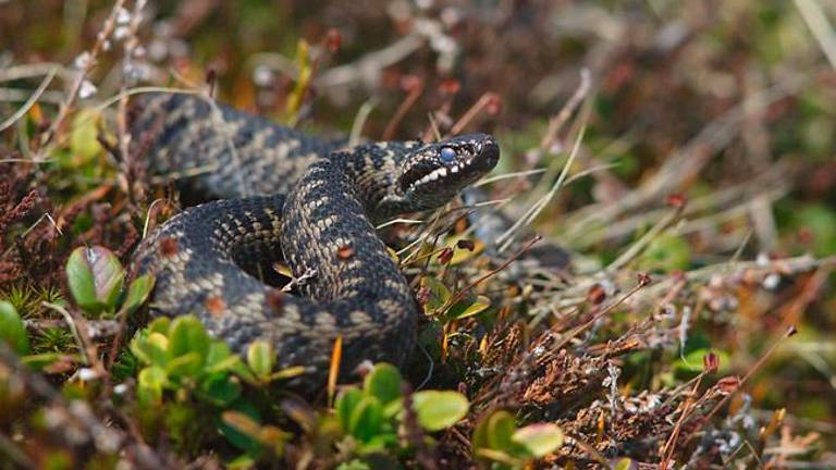 Nespametnega pohodnika ugriznila kača