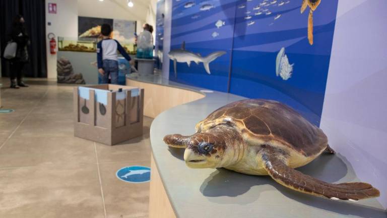 Morski center BioMa še bolj vabljiv za otroke in mlade