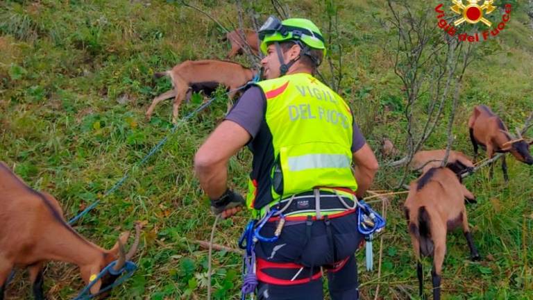 Gasilci rešili čredico koz