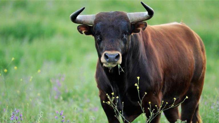 Bik iz klavnice zbežal po mestnih ulicah