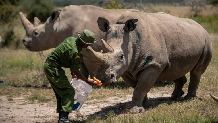Uspešno oplodili jajčeča zadnjih dveh belih nosoroginj