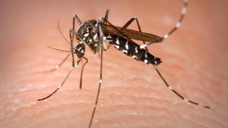 V boj proti odraslim komarjem