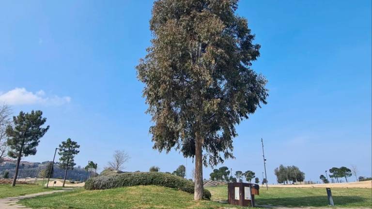 V Kopru strokovnjaki nasprotujejo množični zasaditvi evkaliptusov