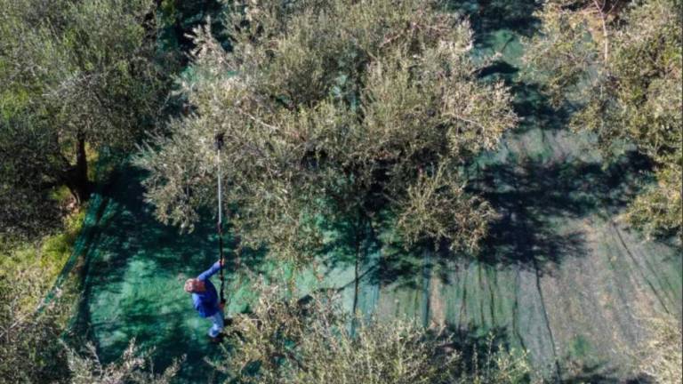 Začela se je oljkarska sezona