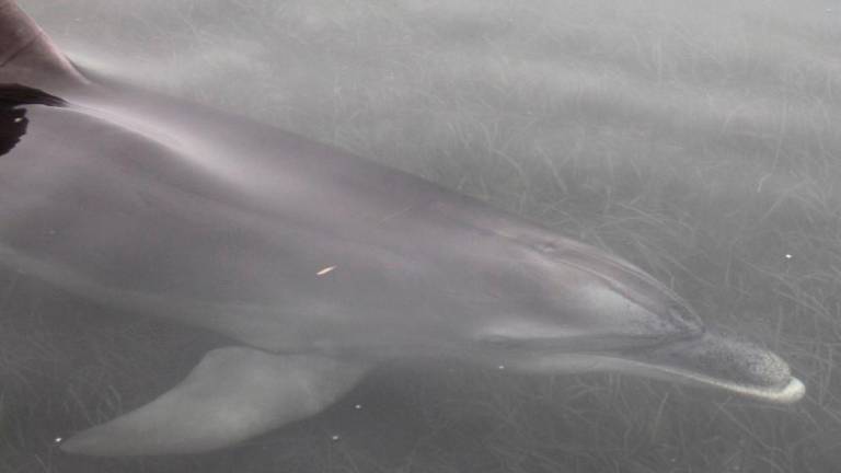 V naravni rezervat priplaval »dobri delfin«
