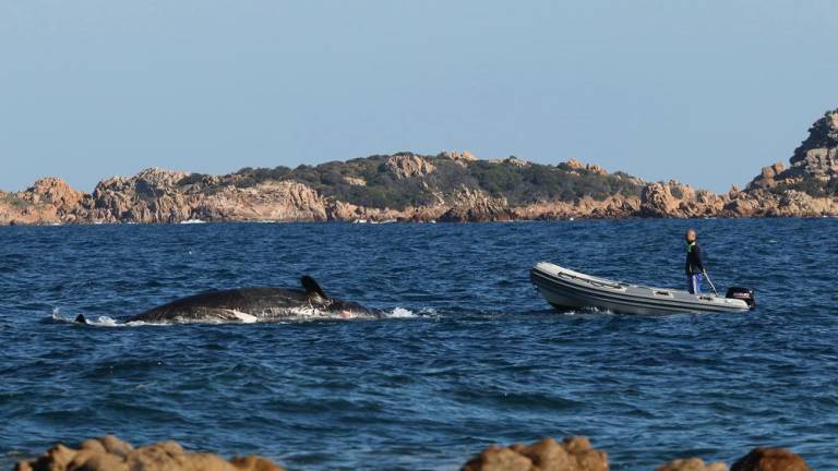 Foto: Pred Sardinijo našli kitovko z več kot 20 kg plastike v želodcu