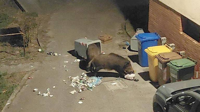 Po prvi lovski opazovalnici napovedujejo še drugo