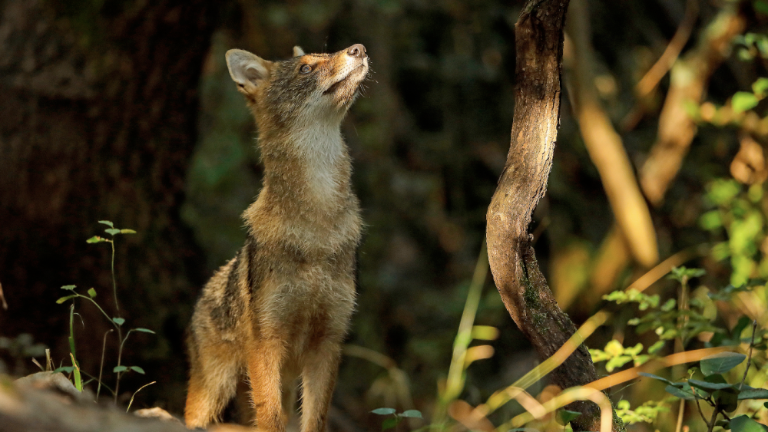 Šakal ugriznil žensko