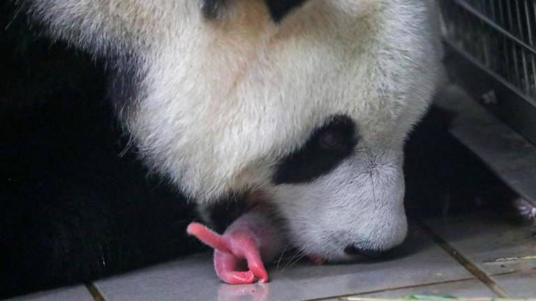 Dvojčka orjaške pande prišla na svet (foto)