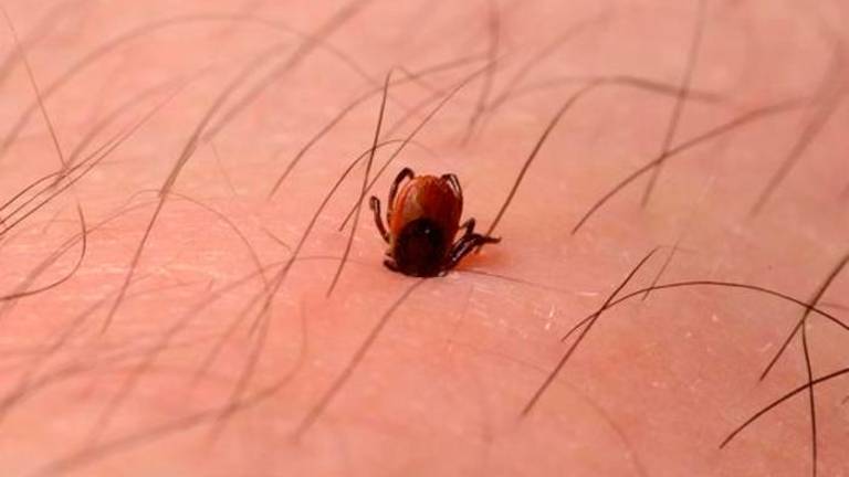 Začela se je sezona klopov: kako naj se zaščitimo?