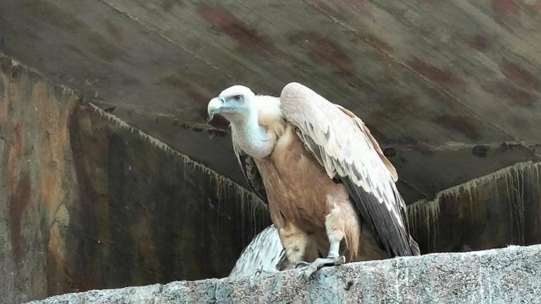 Veteranski beloglavi jastreb bo odletel na prostost