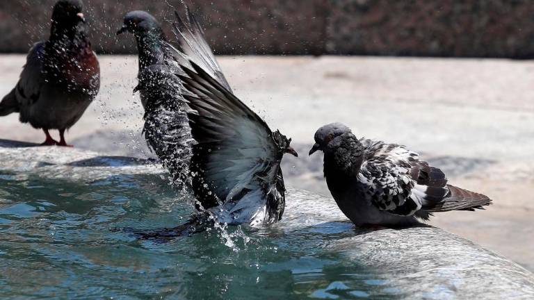 Življenje v času vročinskega vala
