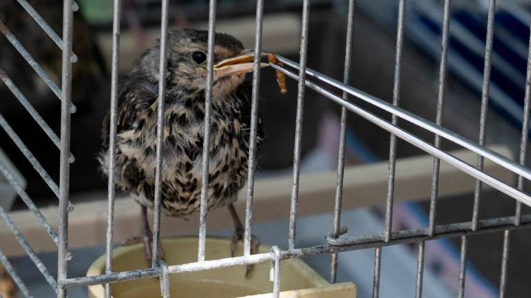 Živali hranijo, zdravijo in pripravijo za izpust v divjino