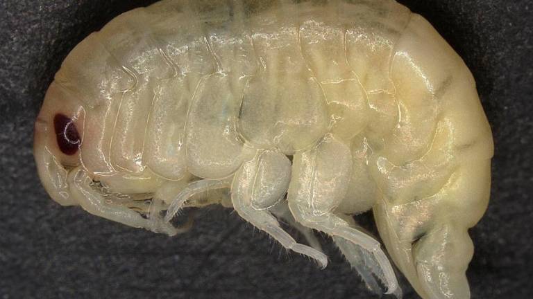 Raziskovalci na Antarktiki odkrili novo vrsto rakca