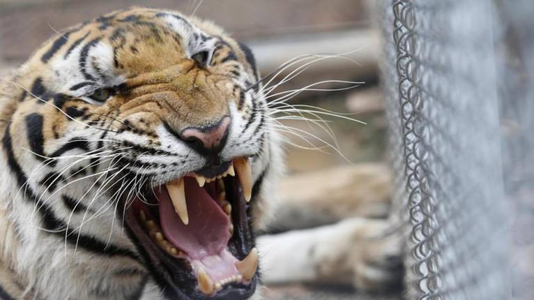 Potnike na trajektu presenetil tiger v prikolici