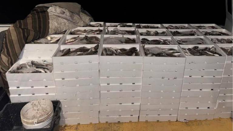 V Gradežu zasegli eno tono orad in ovčic za skupnih pet tisoč evrov