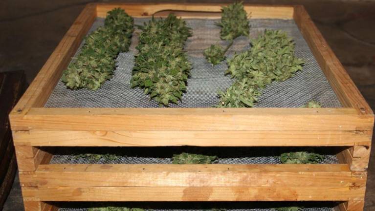 V Kanalu ob Soči naj bi spet našli konopljo