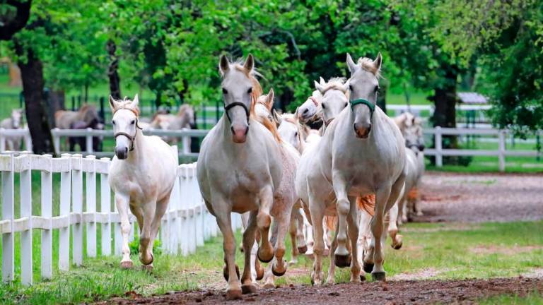 Čebelarstvo in lipicanci na Unescovem seznamu