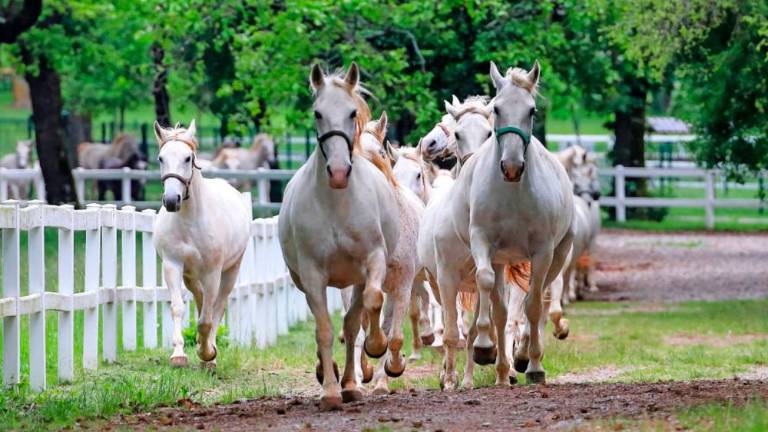 Slovenska vlada razglasila 19. maj za dan lipicanca