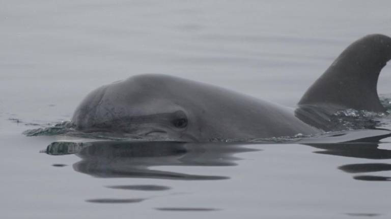 V naravni rezervat priplaval »dobri delfin«