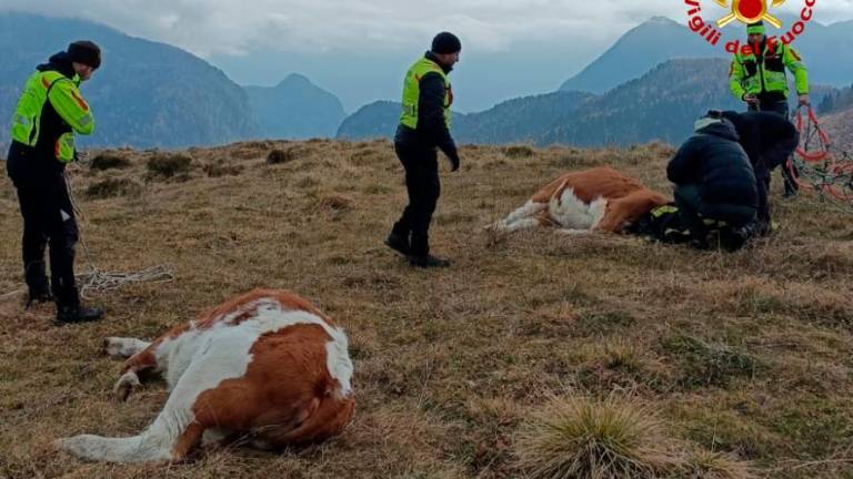 Rešili kravi, ki sta bežali pred medvedom