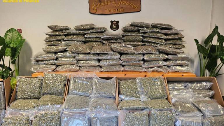 Finančna policija zasegla 195 kilogramov marihuane