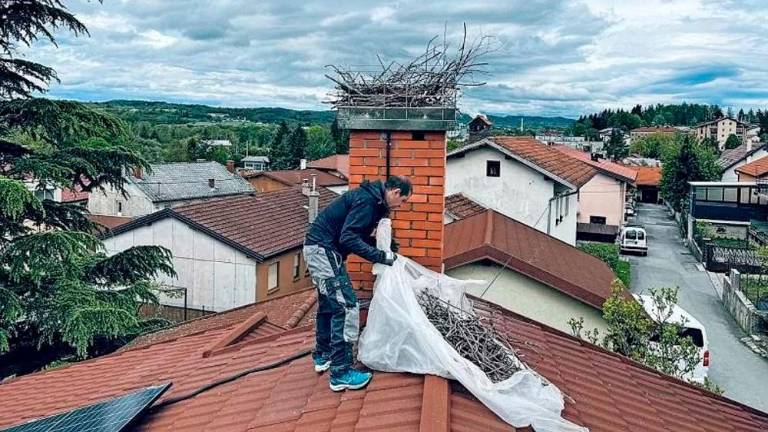 Bistriškemu paru štorkelj domačini popravili gnezdo, ki ga je uničila burja