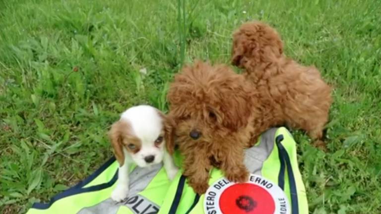 Nezakonito prevažala osem psičkov, štiri opice in papigo
