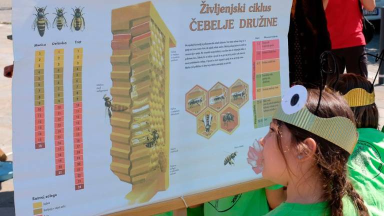 Dan čebel v dolinski občini