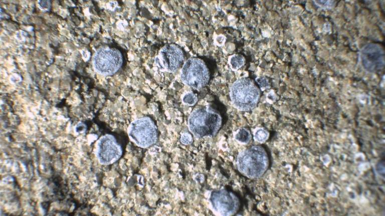 Pod Kontovelom odkrili nov lišaj