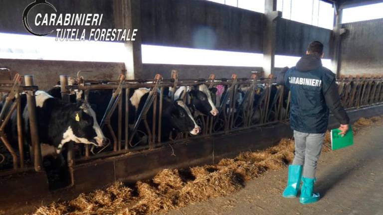 Na kmetiji odkrili poginule krave in zlorabljene živali