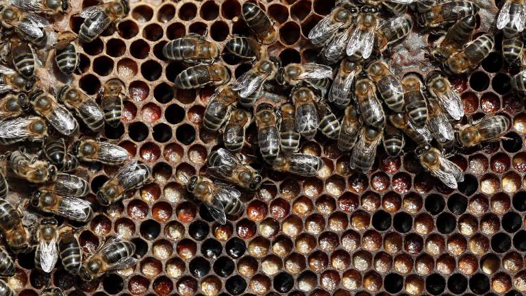 Vabijo k sajenju medovitih rastlin