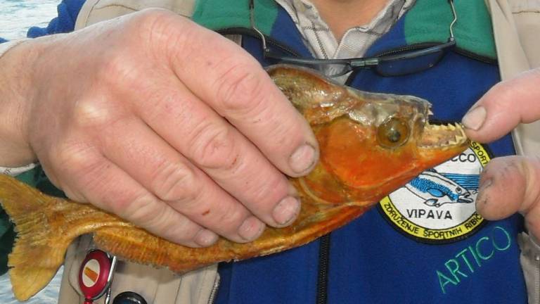 Na sotočju med Sočo in Vipavo ujeli piranjo