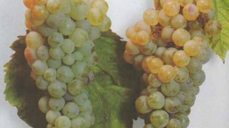 Bojijo se, da bi jim kdo odvzel rebulo