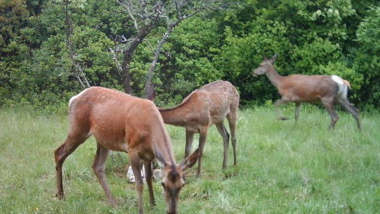 Po divjih pra&scaron;ičih Kras osvajajo jeleni in ko&scaron;ute