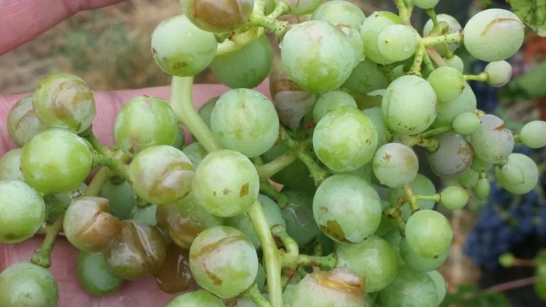 Toča oklestila pridelek bri&scaron;kih vinogradnikov