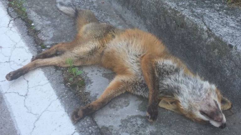 &Scaron;iri se pasja kuga