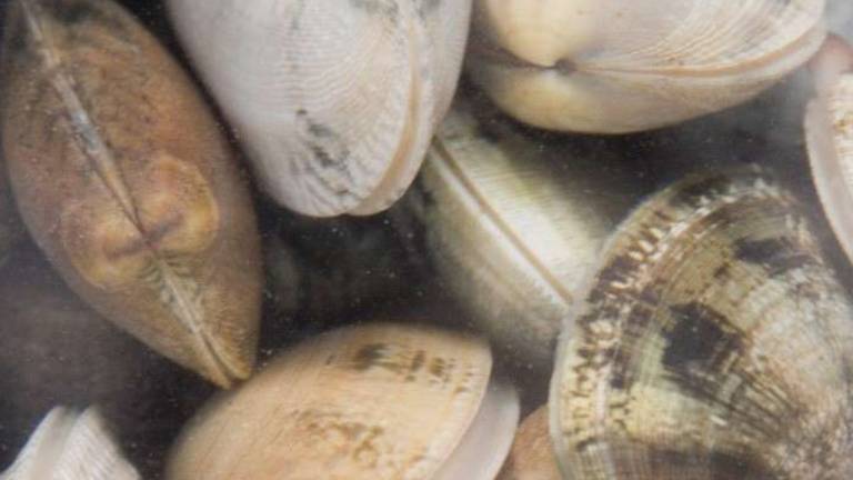 Morskemu polžu zelo teknejo vongole