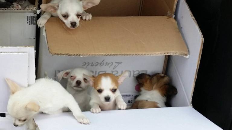 34 žejnih in lačnih psičkov v prtljažniku