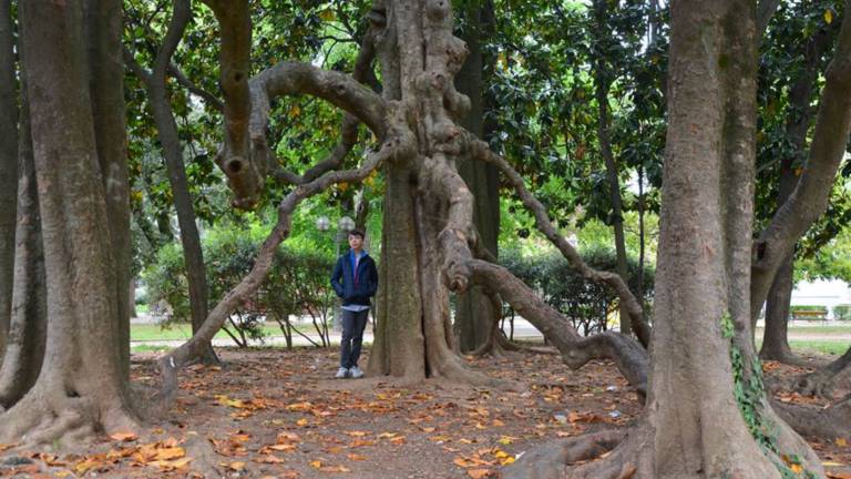 V Gorici sedem izjemnih dreves