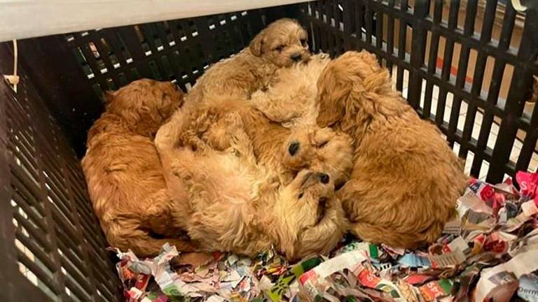 Pri Štandrežu zasegli 77 pasjih mladičev