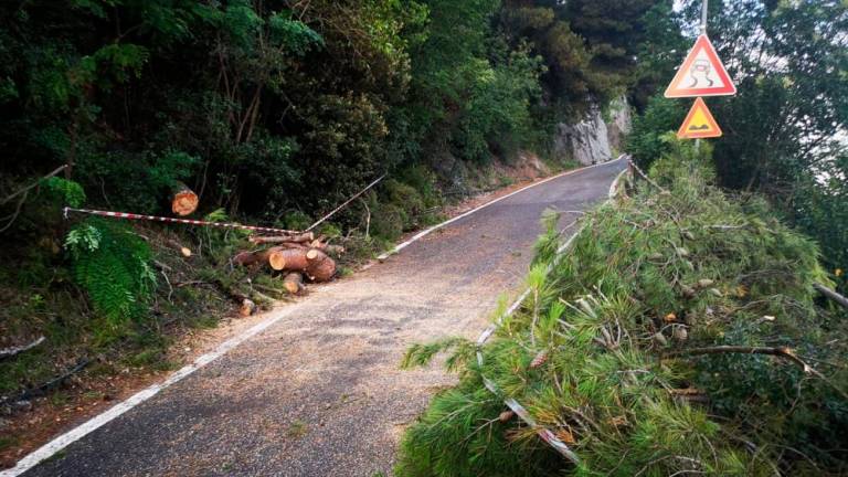 Iznad ceste odstranili nevaren borovec