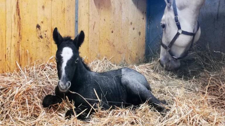 Dvojno veselje v Kobilarni Lipica